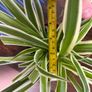 Bushy medium spider plant house plant Image 6
