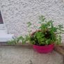 organic oregano Image 3