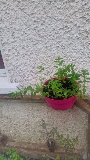 organic oregano