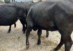 Cattle