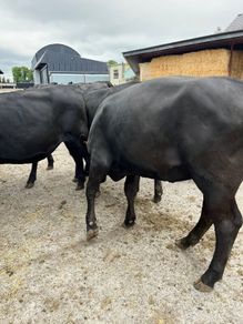 Cattle
