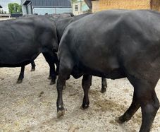 Cattle