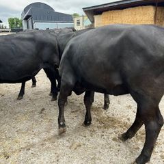 Cattle