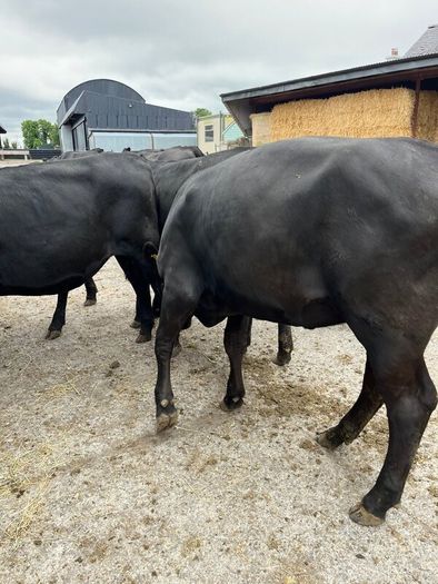 Cattle