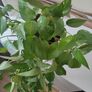 Golden Pothos (Devils Ivy) Image 4