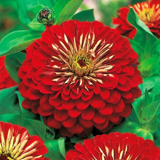 (Z) Dahlia-flowered Zinnia Seeds Jowita 1g