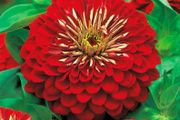 (Z) Dahlia-flowered Zinnia Seeds Jowita 1g
