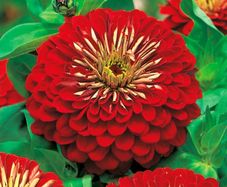 (Z) Dahlia-flowered Zinnia Seeds Jowita 1g