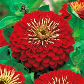 (Z) Dahlia-flowered Zinnia Seeds Jowita 1g