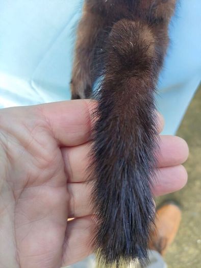 Barnardo's double pelt mink stole