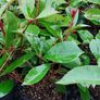 Red Robin Hedging Image 3