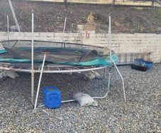 trampoline