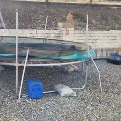 trampoline