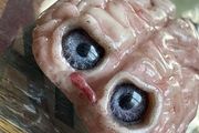 Supporting Mental Health Weird Oddity Polymer Clay Display Gore Brain Decor