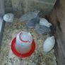 quail Image 4