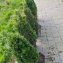 Buxus cones  (Ilex) Image 6