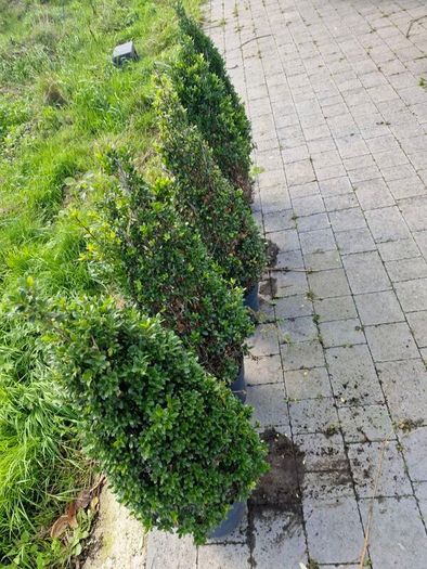 Buxus cones  (Ilex)