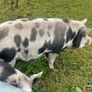 Kune Kune pigs Image 2