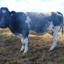 In calf heifers Ballinasloe mart 8th August Image 2