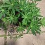 purple lupine Image 4