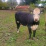 Hereford heifers Image 4