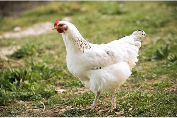 hens