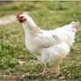 hens Image 2