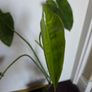 Philodendron paraiso verde plant Image 4