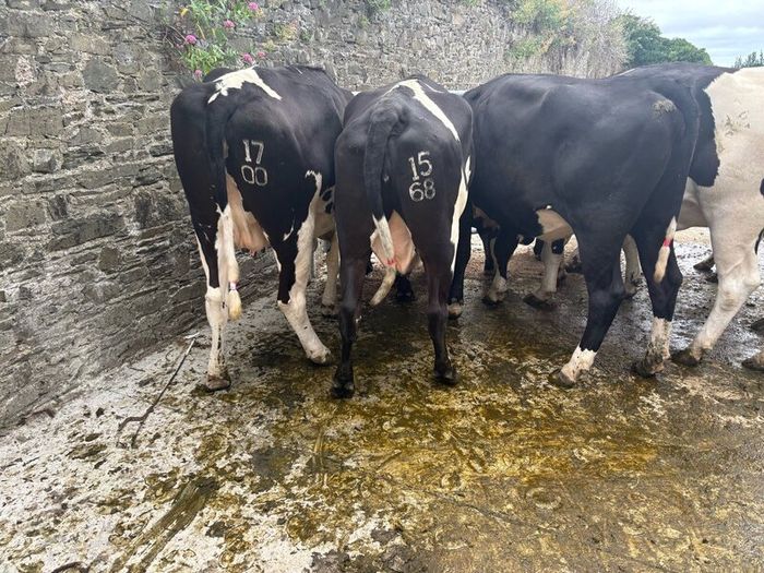 Top class feeding cows