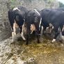 Top class feeding cows Image 6
