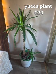 plant