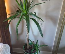 plant