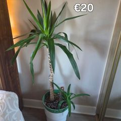 plant