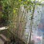 Bissettii bamboo. delivery available Image 2