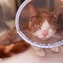 half maine coon male Image 9