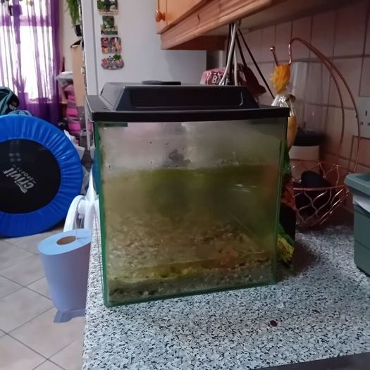 Fish tank