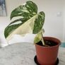 Monstera Albo Plant Image 2