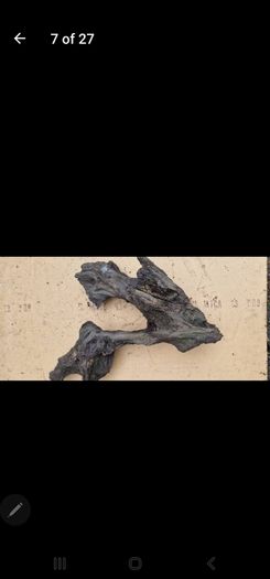 bog oak