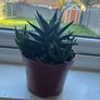 Haworthia Succulent Multiple Plants Image 4