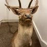 Fallow buck deer stag shoulder mount taxidermy 3 Image 2