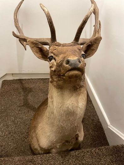 Fallow buck deer stag shoulder mount taxidermy 3