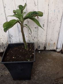 eckium plant