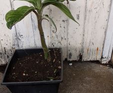 eckium plant