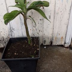 eckium plant