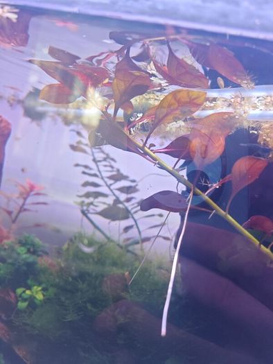 Ludwigia