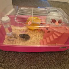 hamster and cage FREE