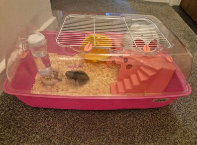 hamster and cage FREE