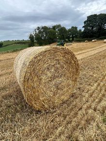 Wheat straw