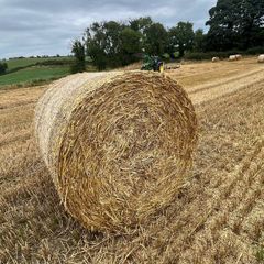 Wheat straw