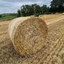 Wheat straw Image 2